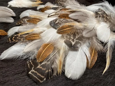 50er Federmix, 4-10cm, 5 Sorten, Hühnerfedern aus artgerechter Haltung, Naturfed - Bild 1 von 4