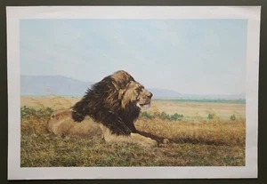 SIMON COMBES "FACING THE WIND" LION PRINT Signed & Numbered 546/1000 Circa1980 - Picture 1 of 3