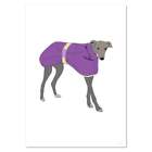 'Greyhound With Coat' Wall Posters / Prints (PP025798)