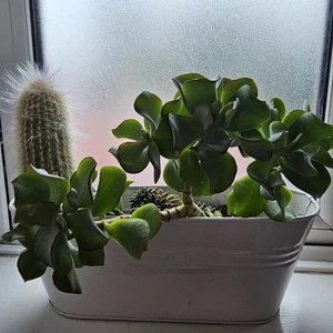 Succulent Mix Plants with Cactus Plant Potted Indoor - Picture 1 of 2
