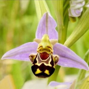 The Rare Ophrys Apifera Flower Rose aughing Bumble Bee Orchid Beautiful 50 seeds