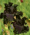 Immediate Delivery Tall Bearded Iris ALL NIGHT LONG 1 rhizome