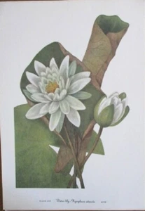 Vintage Druck, WASSERLILIE, BOTANISCH, 1920. - Bild 1 von 1