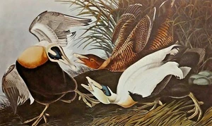 Eider Ducks Print - Picture 1 of 2