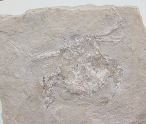 Krabbe, Corazzatocarcinus hadjoulae, Kreide, Cenoman, Hajoula, Libanon -L570 - Picture 1 of 4