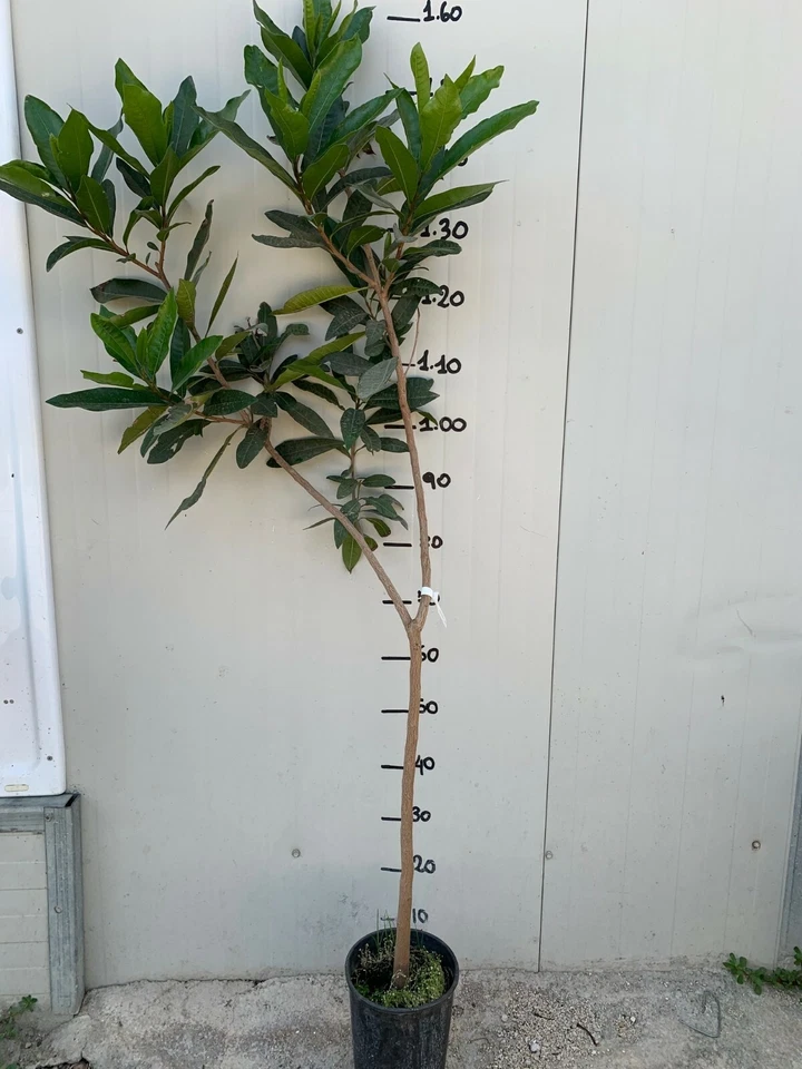 VIVAIO GARDEN FOREST Pianta Syzygium malaccense, mela rosa, mela malese foto reali , frutti tropicali