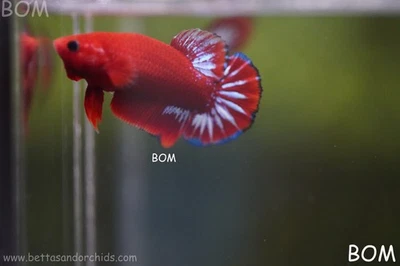 PREMIUM FEMALE VIP HELLBOY HMPK BETTA Fish:Live HMPK | BOM-A493 - Image 1 of 4