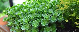 Sedum Spurium John Creech Rooted 8" Diameter Plant. - Picture 1 of 4