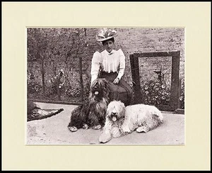 OLD ENGLISH SHEEPDOG LADY DOGS LOVELY LITTLE DOG PRINT MOUNTED READY TO FRAME - Foto 1 di 1