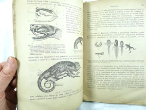 ANTICO LIBRO DI SCUOLA ZOOLOGIA SCIENZE NATURALI DEL LUPO TORINO 1887 ILLUSTRATO - Foto 1 di 6