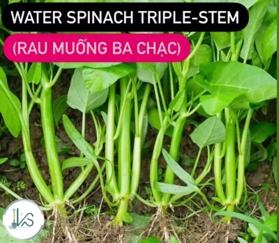 TRIPLE-STEM WATER SPINACH SEEDS, Ong Choy, Kangkong, RAU MUỐNG BA CHẠC - Image 1 of 4