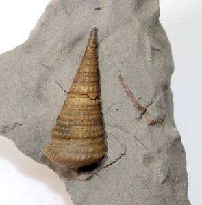 Schnecke, Metacerithium trimonile, Kreide, Alb, Troyes, Frankreich -x936 - Picture 1 of 5