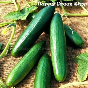 VEGETABLE CUCUMBER SEEDS - OBELIX F1 HYBRID - 20 SEEDS - bitter free cucumbers - Picture 1 of 1