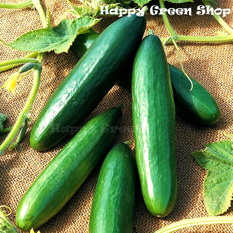 VEGETABLE CUCUMBER SEEDS - OBELIX F1 HYBRID - 20 SEEDS - bitter free cucumbers - Image 1 of 1