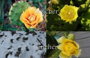 Lot of 35+ Eastern Prickly Pear Cactus  COLD HARDY Pads - Picture 1 of 7