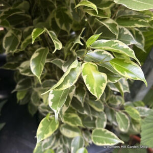 Ficus 'Samantha' COLLECTION ONLY