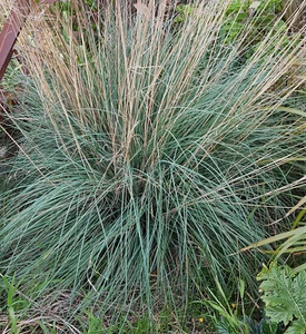 Poa Labillardieri Suggan Buggan x 1 Plant -- - Blue Tussock Grass - Picture 1 of 4
