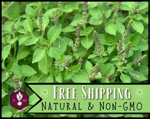 2,700+ Holy Basil Seeds [Green Leaf] | Heirloom Gardening Herb Seed Packet - Picture 1 of 10