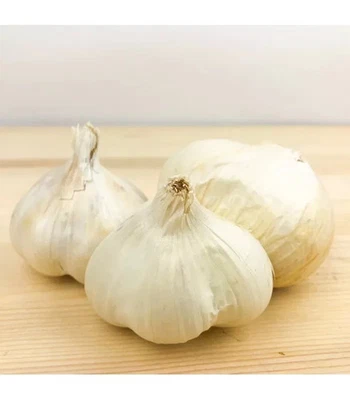 50 SEMI DI AGLIO BIANCO -  50 SEMI +OMAGGIO - SPEDIZIONE GRATUITA - Immagine 1 di 3