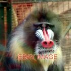 PHOTO  MALE MANDRILL AT CHESTER ZOO A COLOURFUL MONKEY AT CHESTER ZOO. IN THE WI