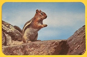 Cartolina Scoiattolo di Terra • Animale Universale delle Montagne Rocciose Colorado - Foto 1 di 2