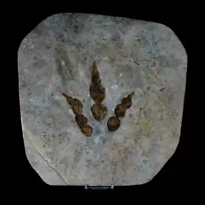 4.6" Grallator Variabilis Dinosaurs Tracks Foot Prints Jurassic Age France COA - Picture 1 of 8
