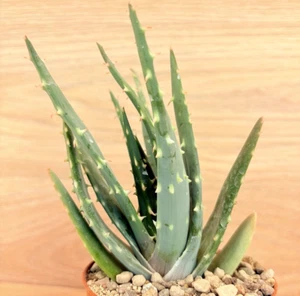 Aloe longistyla , pot 8 cm (Cod. N82) - Picture 1 of 4