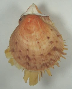 SPONDYLUS AMERICANUS 82mm SUPER CHOICE FLOATER SPECIMEN off Palm Beach, Florida - Picture 1 of 2