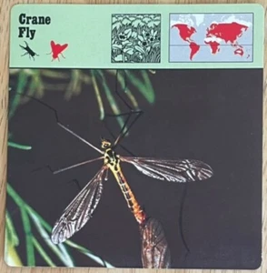 CRANE FLY, 1977 EDITIONS RECONTRE 4 3/4" x 4 3/4" CARD - Picture 1 of 1