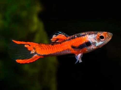 PZ.3 Endler Red Scarlet - Pesci - laghetto acquario POND - Immagine 1 di 1