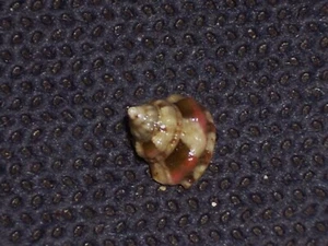 GIBBULA FANULUM AWESOME PATTERN - Imagen 1 de 2