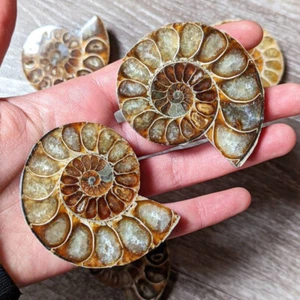 Half Cut Natural Ammonite Shell Fossil Healing Mineral Specimen Reiki Collection - Picture 1 of 11