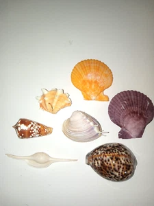 Seashell Collection Set of 7 - Picture 1 of 3