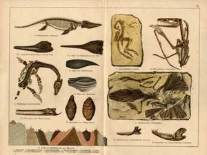 1886 KENNGOTT/ROLLE LITHO paleontology: plesiosaur, pterodactylus, archaeopterix - Picture 1 of 3