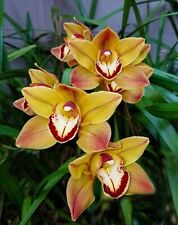 Orchid Orchidee Cymbidium [(Trinity Hall x Karen) x (Mighty Tracey x Walla(27Pr)
