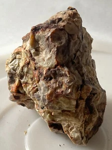 petrified wood silica quartz conglomerate agate chalcedony collection science - Picture 1 of 6