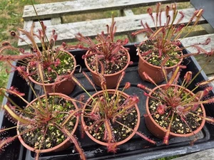 Drosera Capensis Red potted plant - Picture 1 of 1