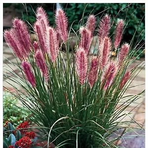 Pennisetum alopecutoides Red Head 1L - Eines der beliebtesten Ziergräser - Bild 1 von 9