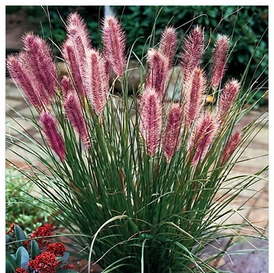Pennisetum alopecutoides Red Head 1L - Eines der beliebtesten Ziergräser - Bild 1 von 4