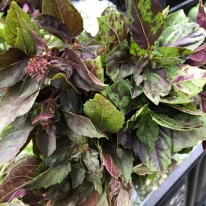 Albahaca Ararat - Albahaca - 20+ semillas - Semillas - Semillas - Semillas - F 057 - Imagen 1 de 1