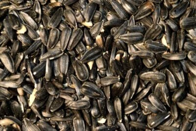 NORTH DAKOTA GROWN Black SUNFLOWER Seeds UN-SALTED PARROT Bird Hamster Mouse 2 Pounds