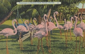 Flamencos en Haileah Park - Miami, Florida - lino publicado - Imagen 1 de 3