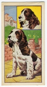 ENGLISCHE SPRINGER SPANIEL VIMS - HAUSTIER WELPEN MOLASSINE 1967 HUNDEHANDELSKARTE #19 - Bild 1 von 2