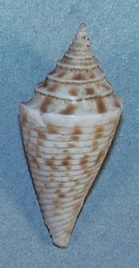 CONUS ARCUATUS 30.60mm BEAUTIFUL SPECIMEN off Guaymas, Sonora, Mexico - Picture 1 of 2