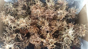 15 Hexennüsse Laub Beutel 4-8cm für Garnelen, Welse, Krebse, Aquariumfische - Bild 1 von 1