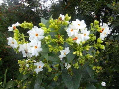 Nyctanthes Arbor Tristis 10 Seeds, Fragrant Night Jasmine Shrub or Small Tree - Image 1 of 4