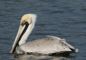 Sumpfszenen aus der Umgebung des Lake Verret in Labadieville, Louisiana. - Bild 1 von 17