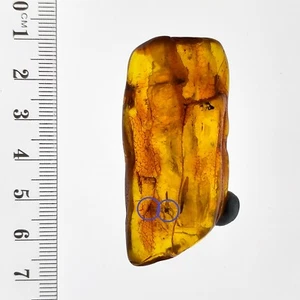 Large Baltic Amber stone w/ three insects preserved bug fossil inclusions 64.8ct - Picture 1 of 8