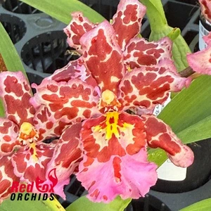 RFO Wilsonara Pearberry 'Eye Candy' - Picture 1 of 4