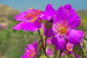 30+ CISTANTHE GRANDIFLORA "BRIGHTNESS" SILKY PERENNIAL FLOWER SEEDS - Picture 1 of 1